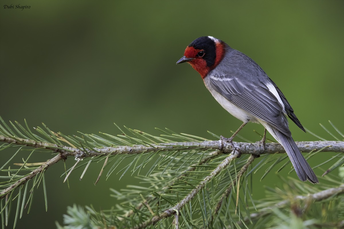 Red-faced Warbler - Dubi Shapiro