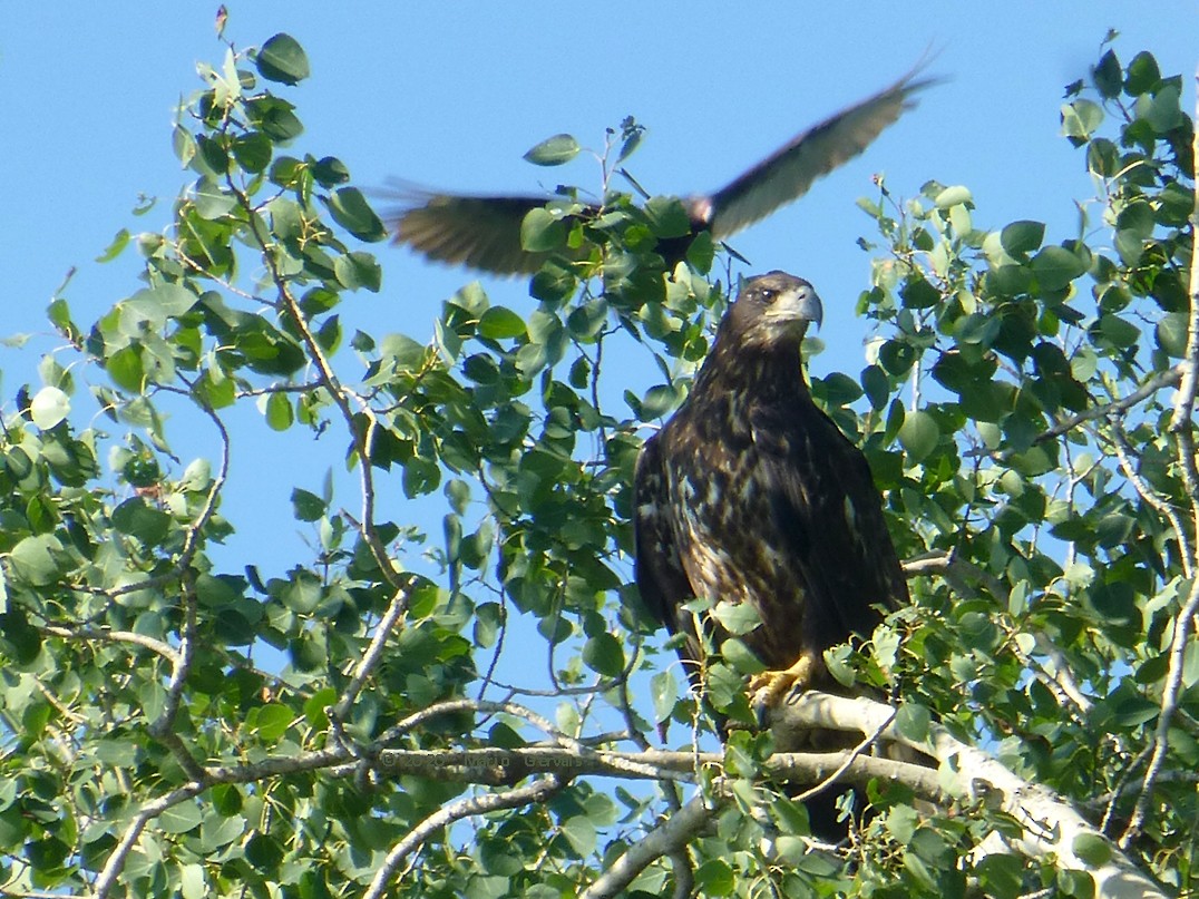 Bald Eagle - ML251809391