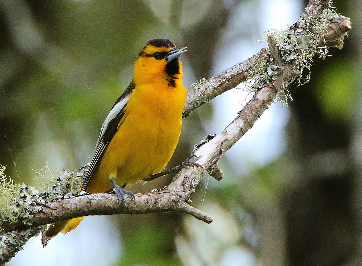 Bullock's Oriole - ML251812151