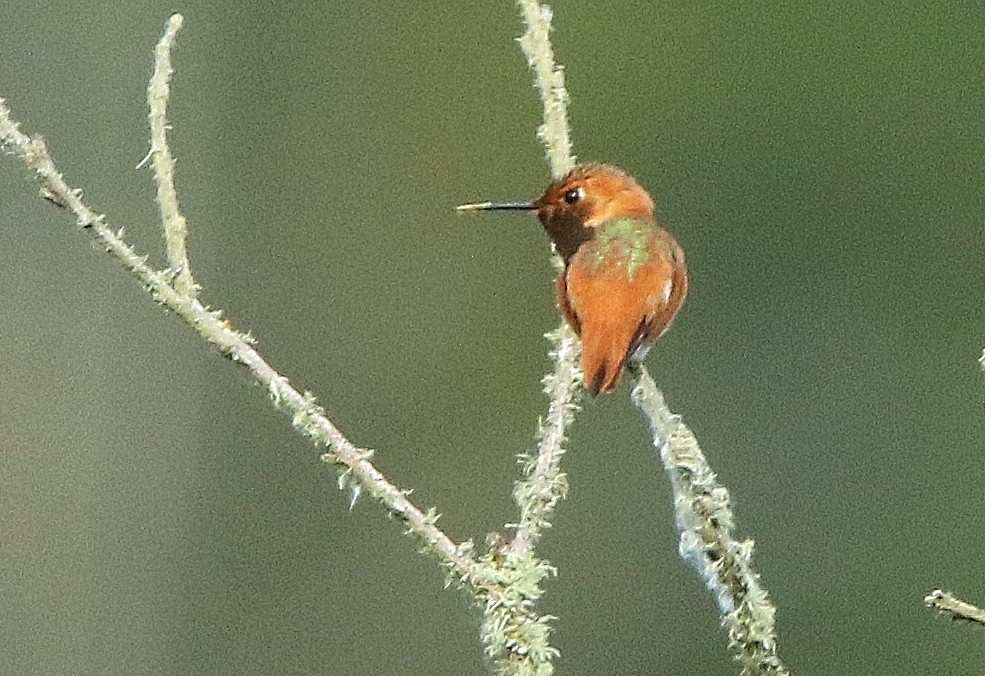 Rufous/Allen's Hummingbird - ML251812291