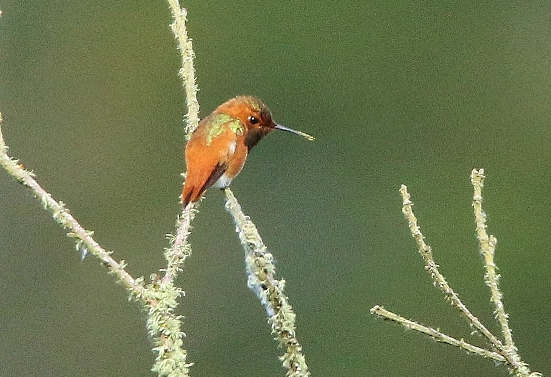 Rufous/Allen's Hummingbird - ML251812311