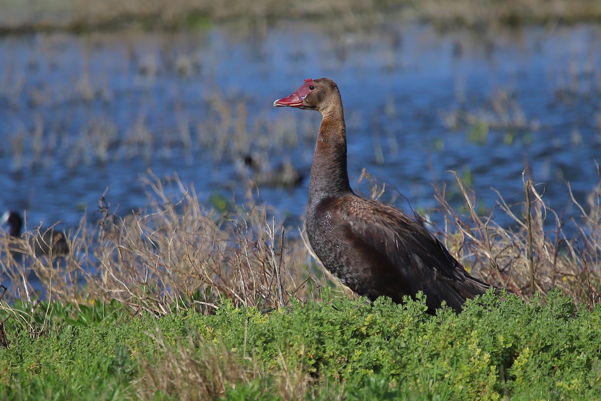 Spur-winged Goose - ML251812361