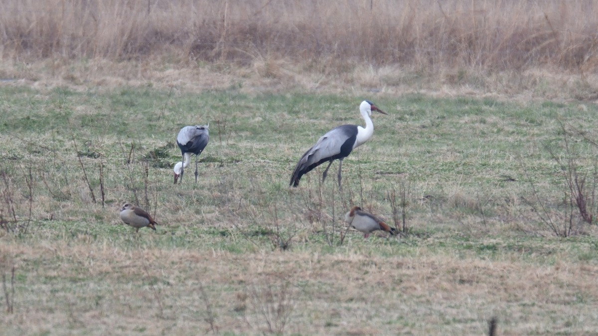 Wattled Crane - ML251812561