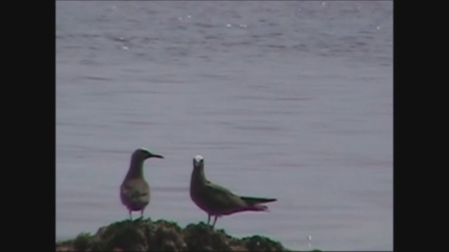 שחפית חומה - ML251815191