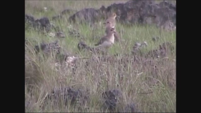 Дорнын хиазат - ML251816361