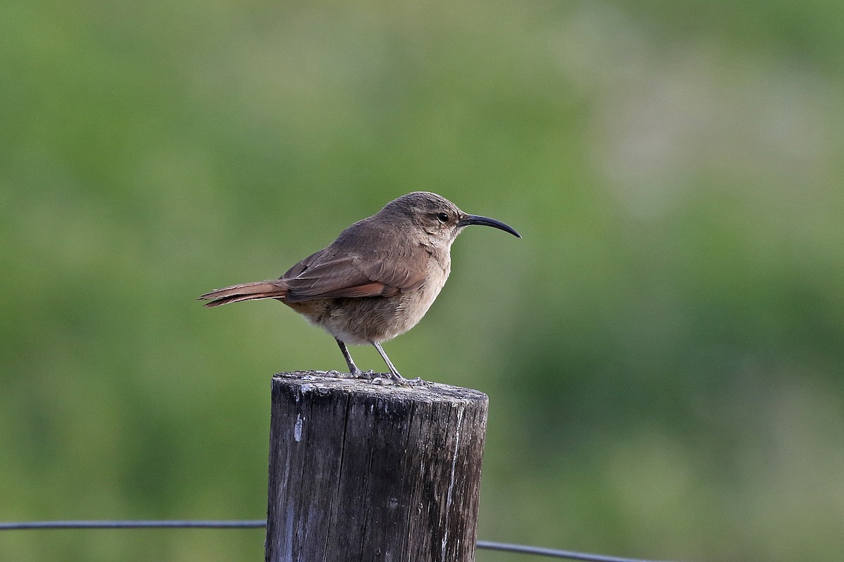 Buff-breasted Earthcreeper - ML251816671