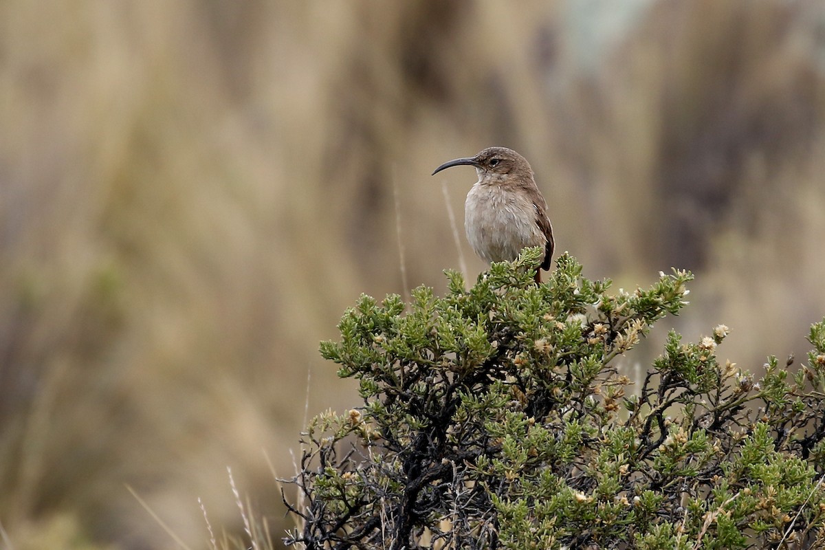 Buff-breasted Earthcreeper - ML251816701