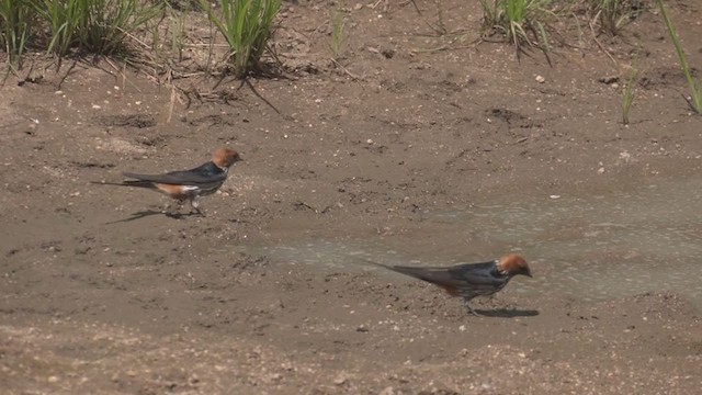 Lesser Striped Swallow - ML251817341