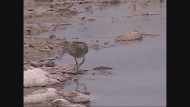 Graubrust-Strandläufer - ML251818111