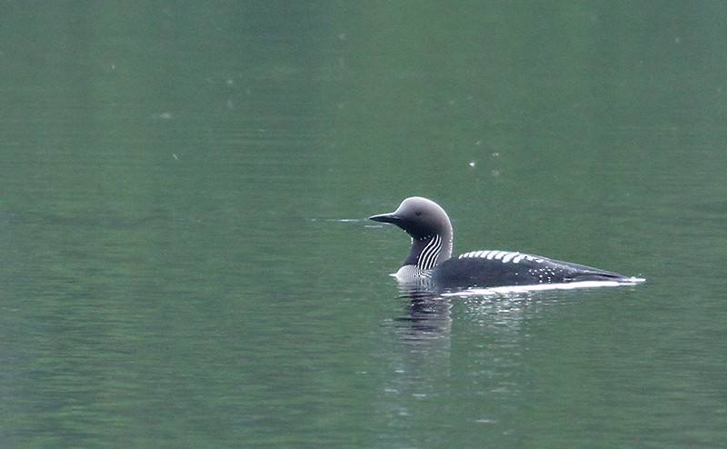 Arctic Loon - ML251819281