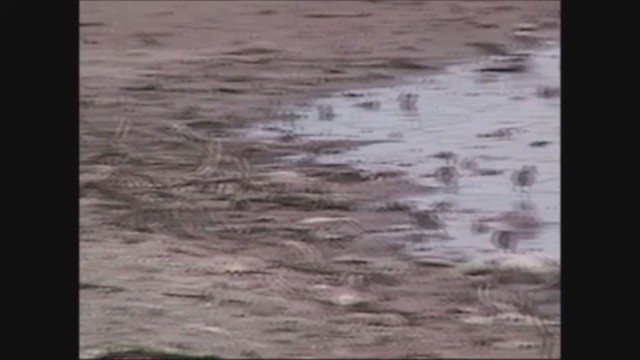 Sharp-tailed Sandpiper - ML251819341