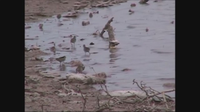 Sharp-tailed Sandpiper - ML251819631