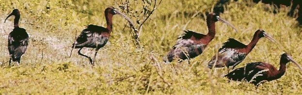 ibis hnědý - ML25182261