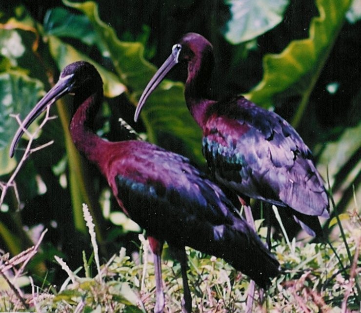 ibis hnědý - ML25182271