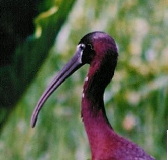 ibis hnědý - ML25182281