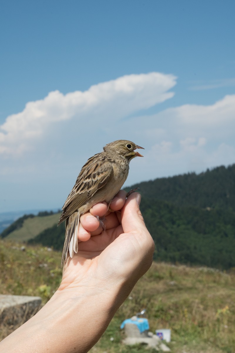 Ortolano - ML251822961