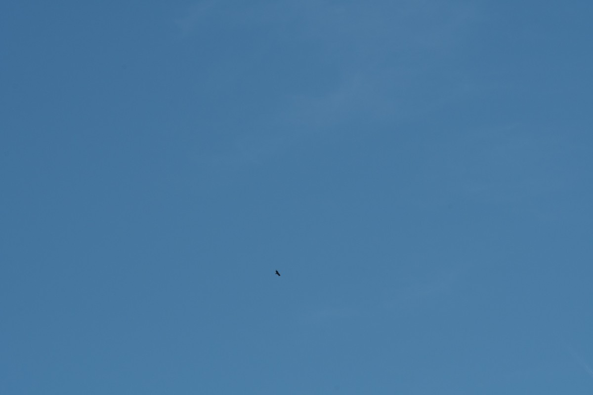 Avvoltoio monaco - ML251823151