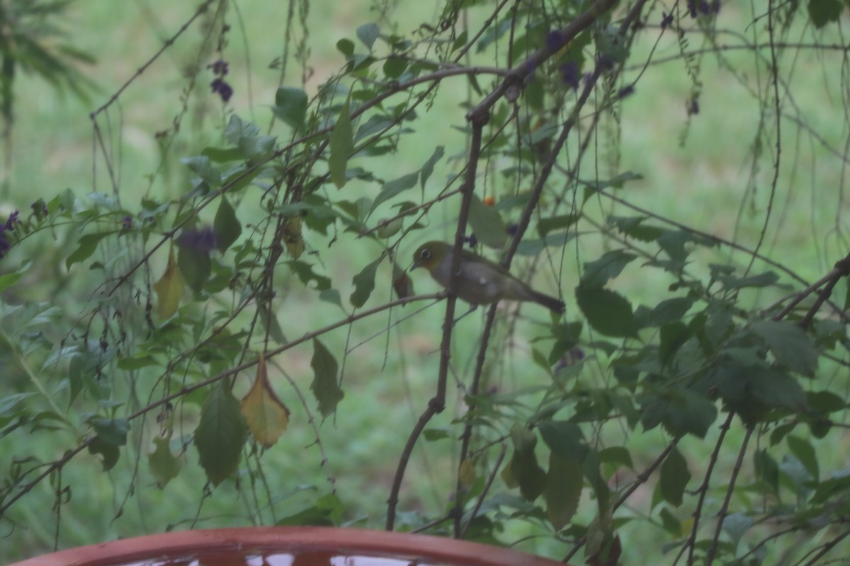 Silvereye - Lindsay Boyd