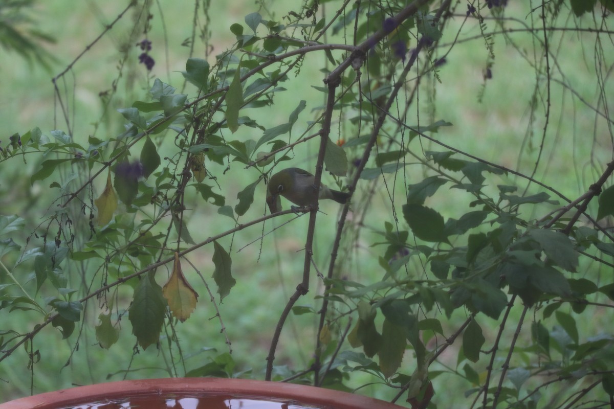 Silvereye - Lindsay Boyd