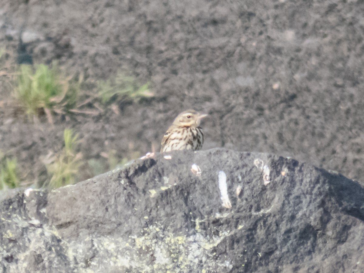 Olive-backed Pipit - ML251823511