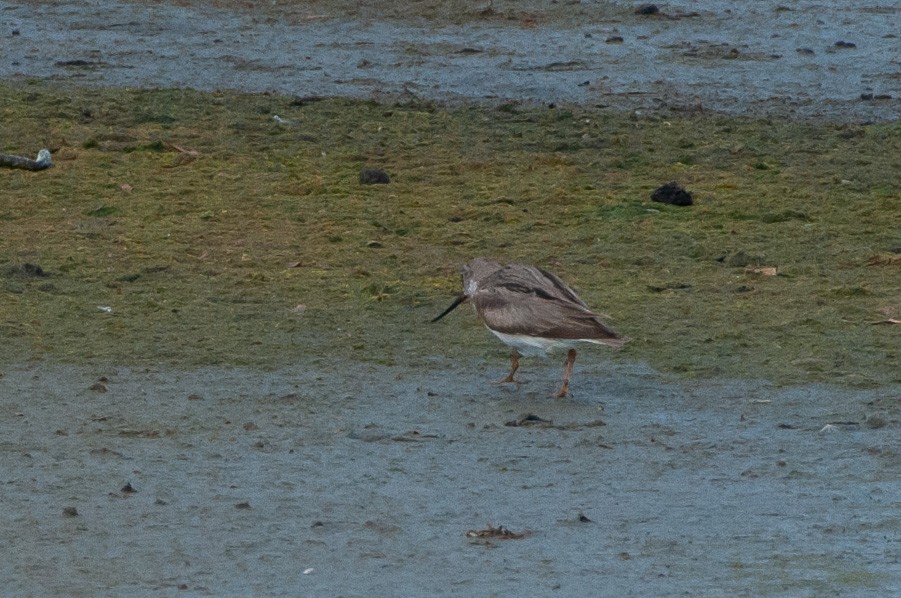 Terekwasserläufer - ML251824651