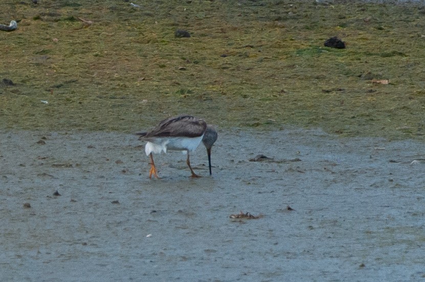 Terekwasserläufer - ML251824661