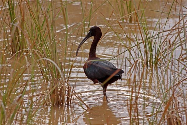 ibis hnědý - ML25182491