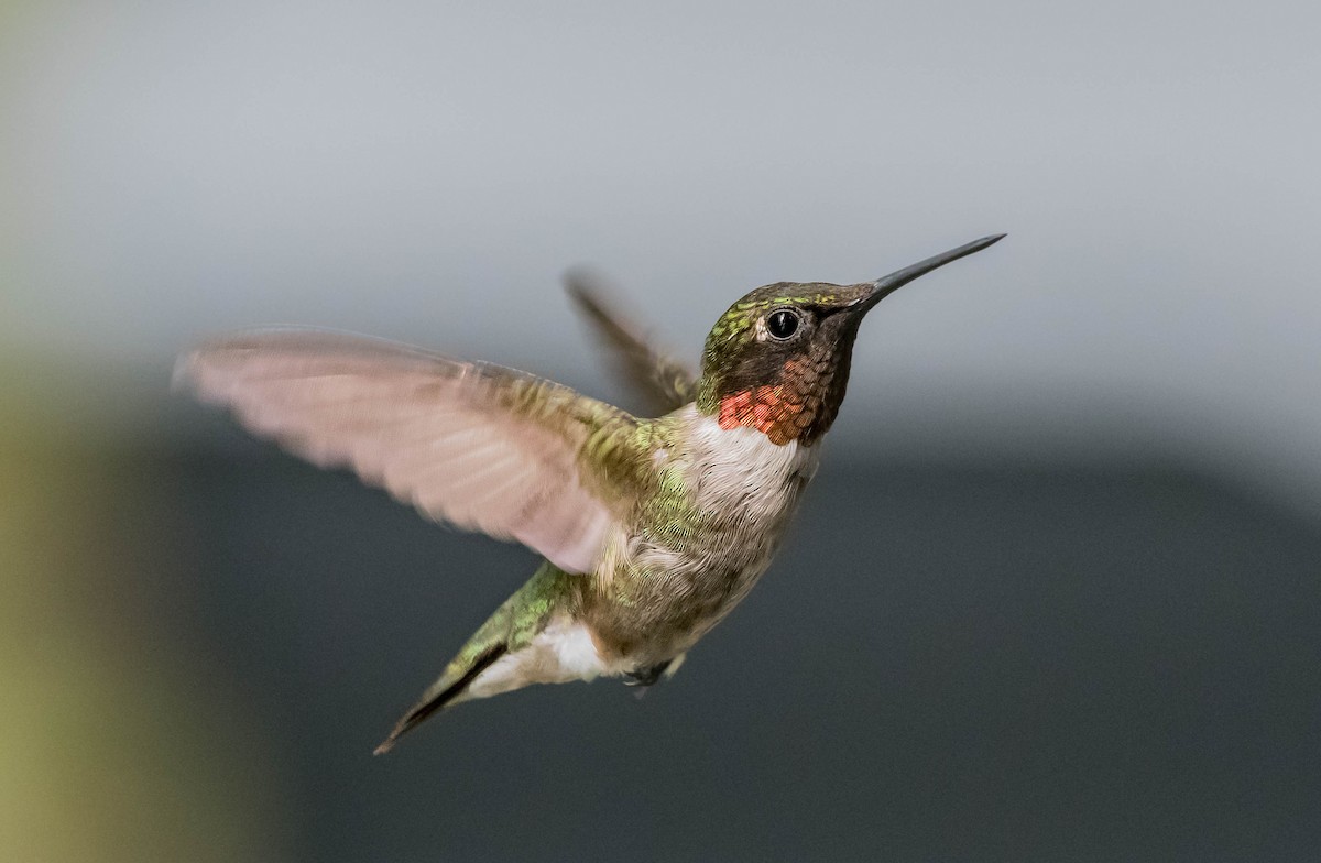 Ruby-throated Hummingbird - ML251825971