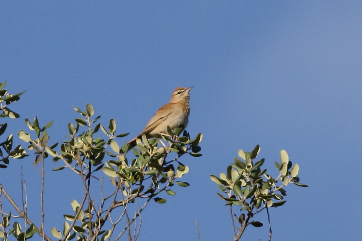 Rufous-tailed Scrub-Robin - ML251826111