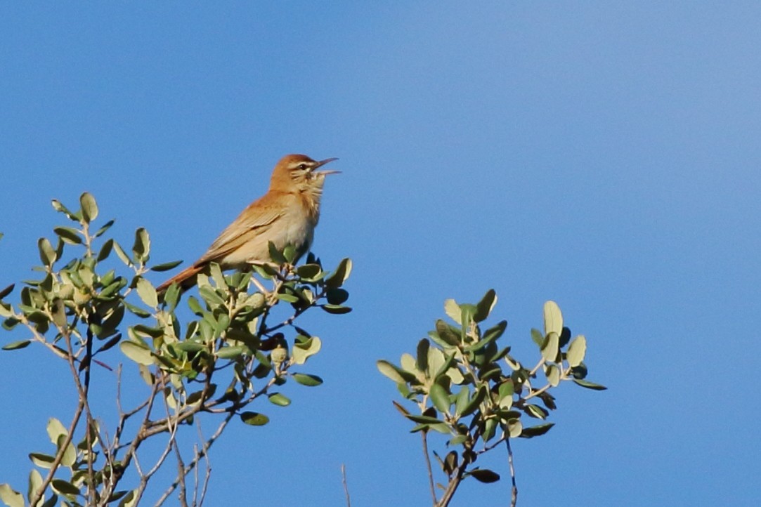 Rufous-tailed Scrub-Robin - ML251826121