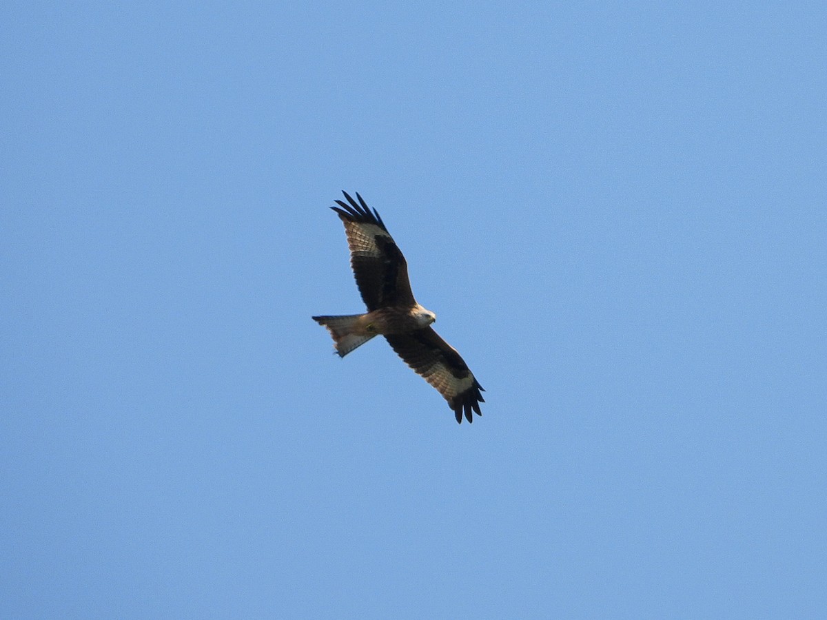 Red Kite - Aitor Zabala