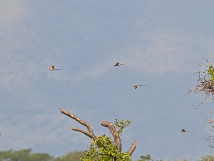 Blue-naped Mousebird - ML251828401