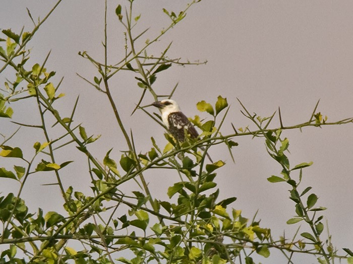 Weißkopf-Bartvogel [leucocephalus-Gruppe] - ML251828451