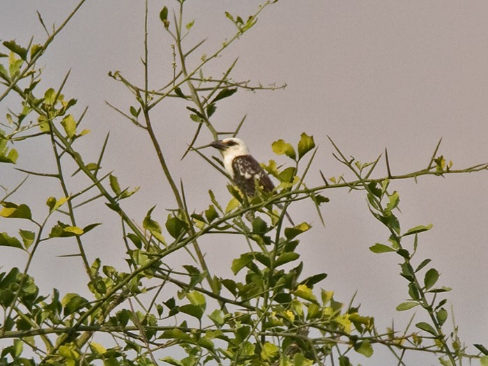 hvithodeskjeggfugl (leucocephalus gr.) - ML251828451