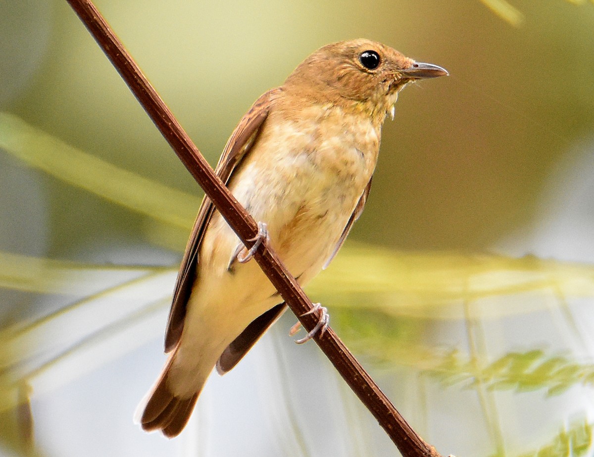 Narcissus Flycatcher - ML251828881