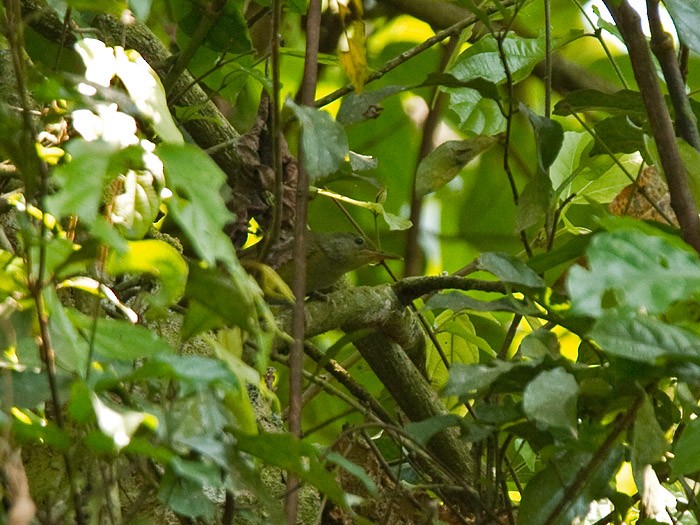 Yellow Longbill - ML251829081