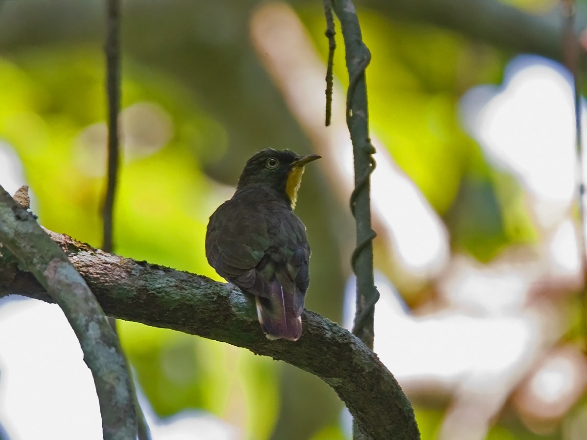 Yellow-throated Cuckoo - ML251829091