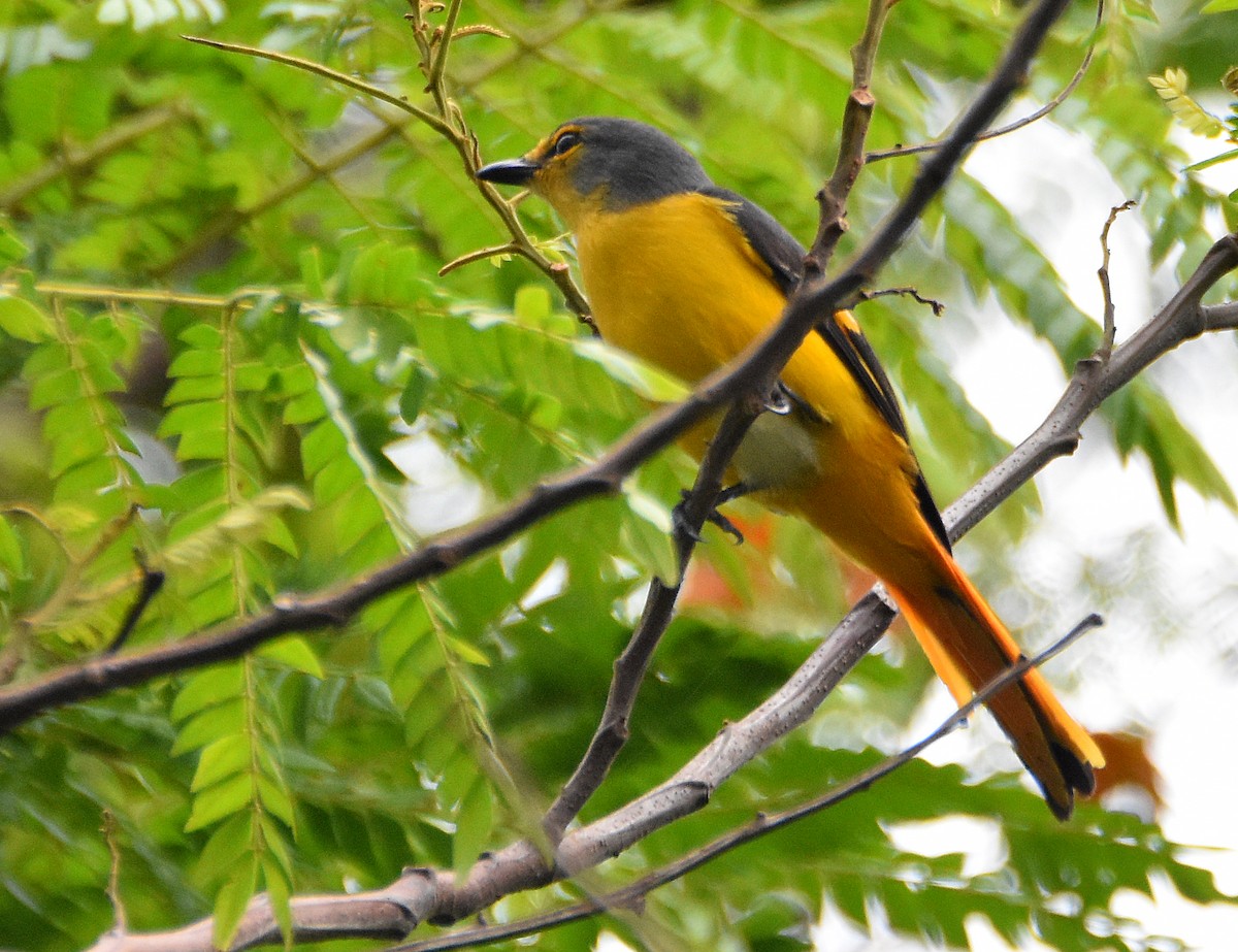 Fiery Minivet - Chris Chafer