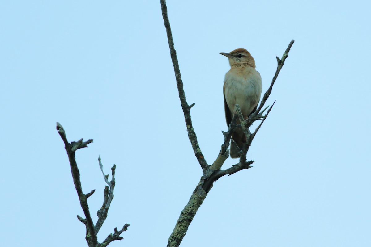 Rufous-tailed Scrub-Robin - ML251830371