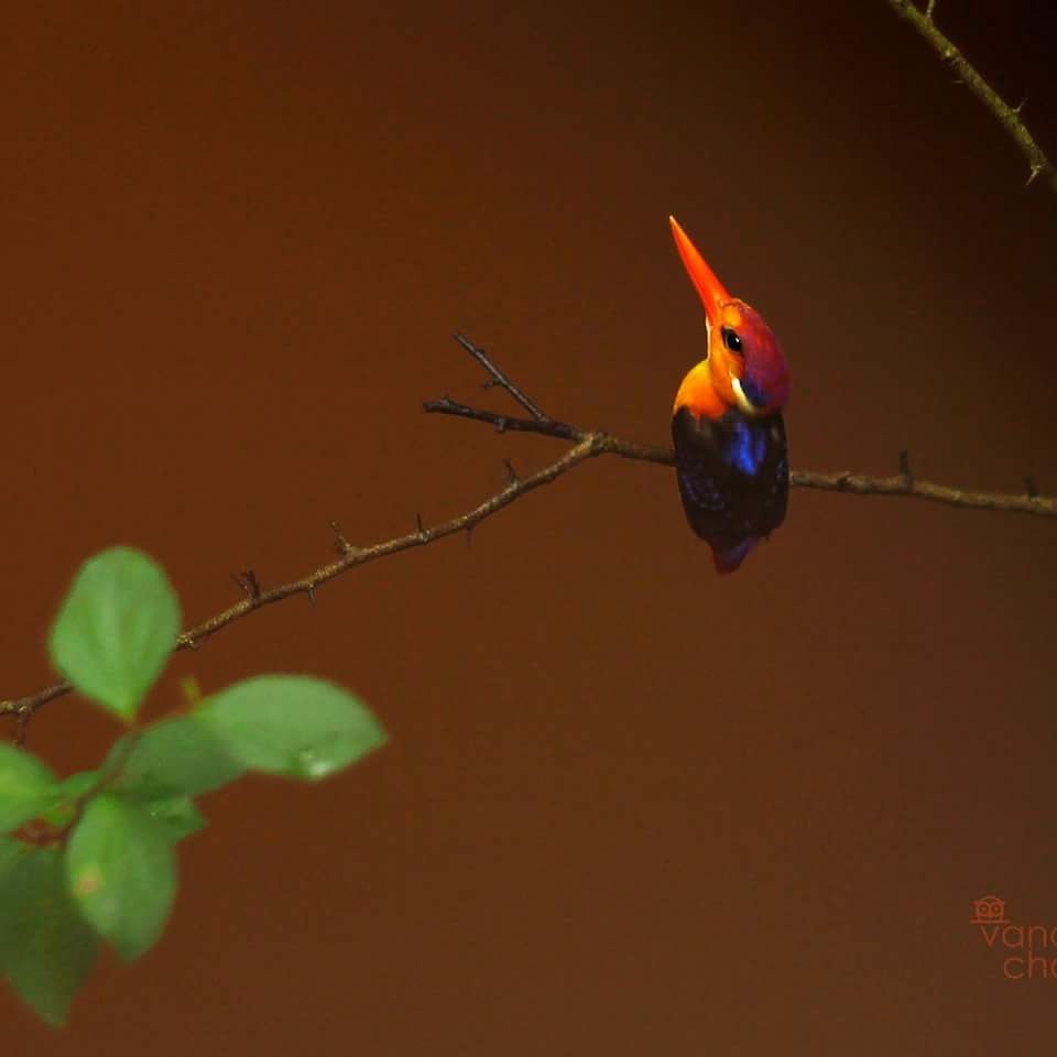 Black-backed Dwarf-Kingfisher - ML251830811