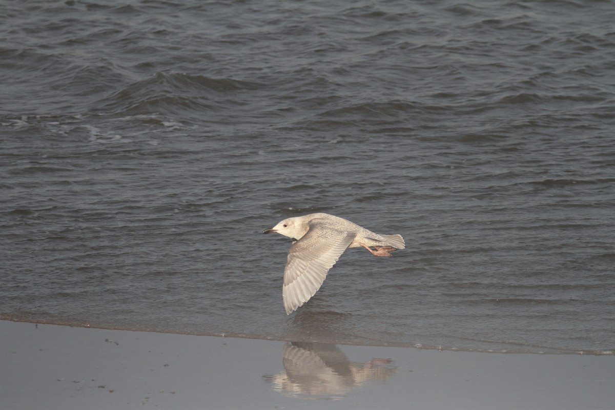 Iceland Gull (kumlieni) - Staffan Rodebrand