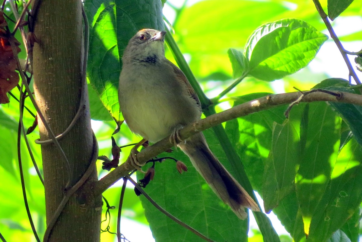 Pale-breasted Spinetail - ML25183211