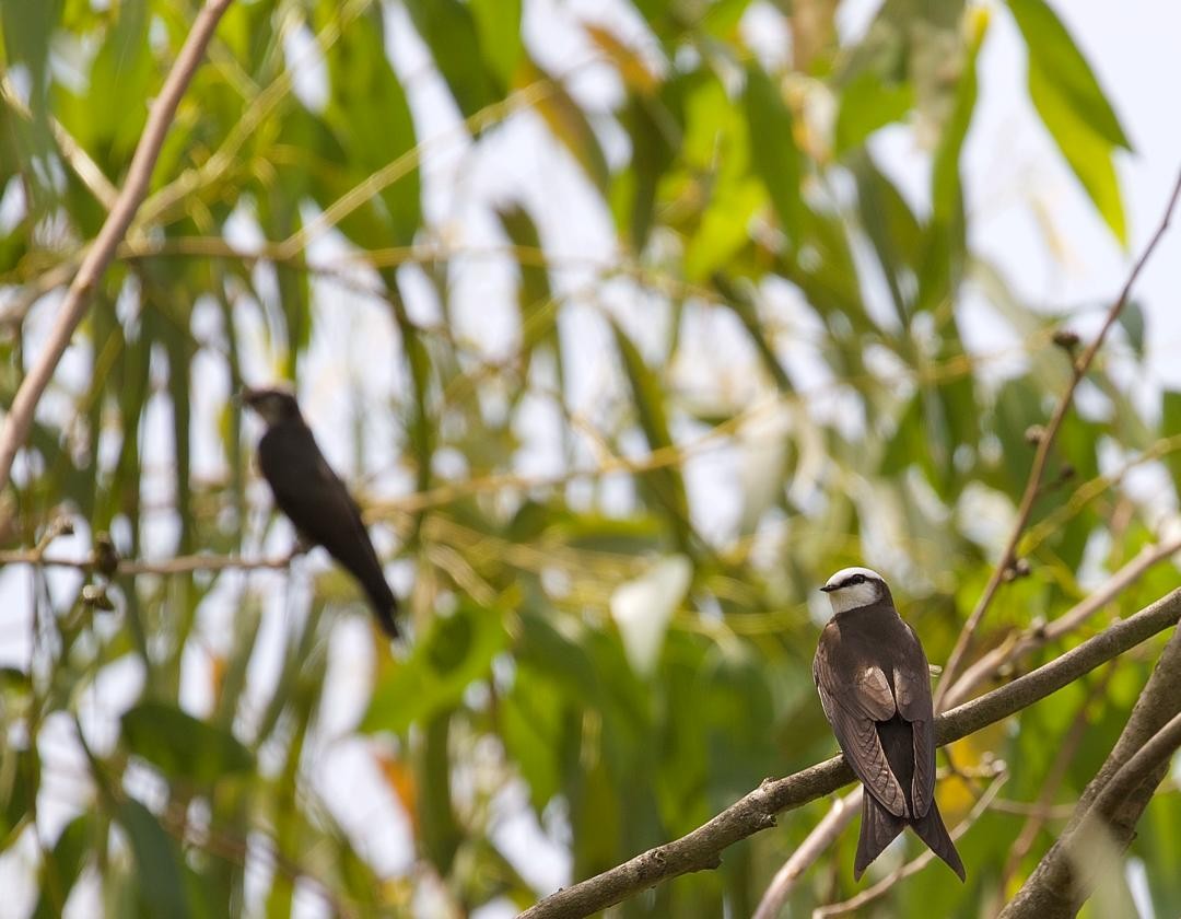 White-headed Sawwing - kuradusenge sylvere