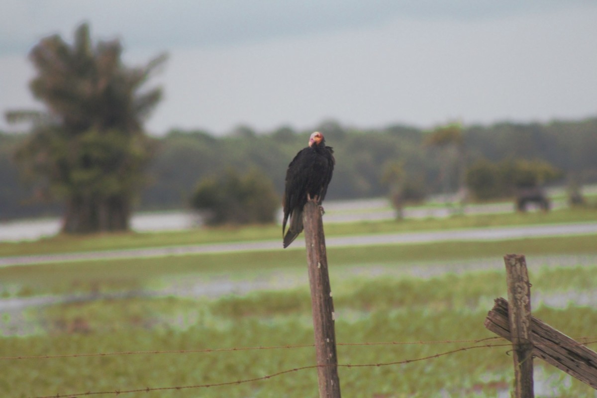 Greater Yellow-headed Vulture - ML251833121