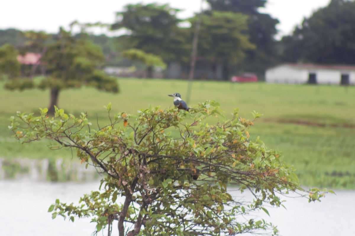 Красногрудый зимородок - ML251833161