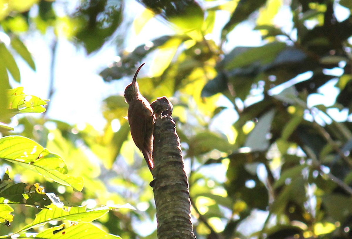 Tapajos Scythebill - ML251833931