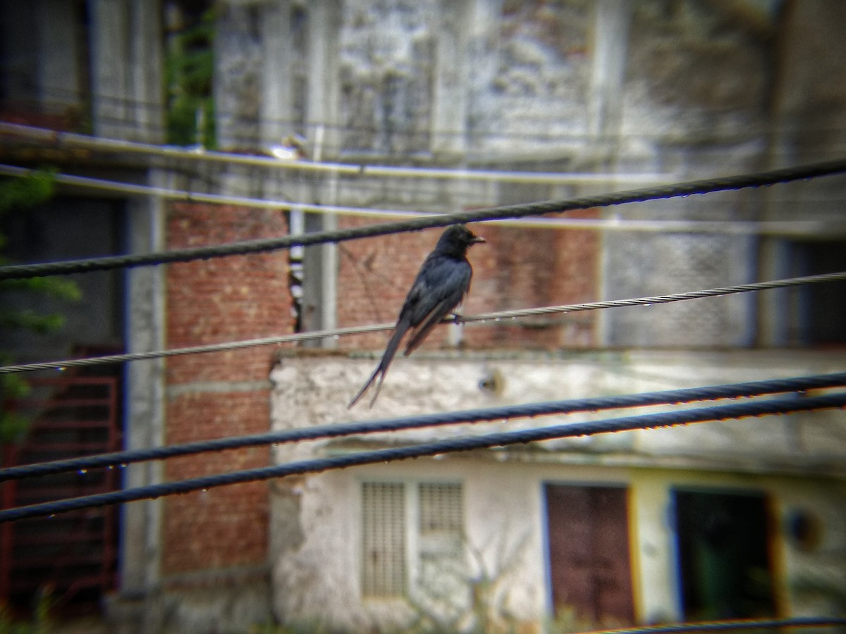 Black Drongo - Dipendra Maharshi 🐦