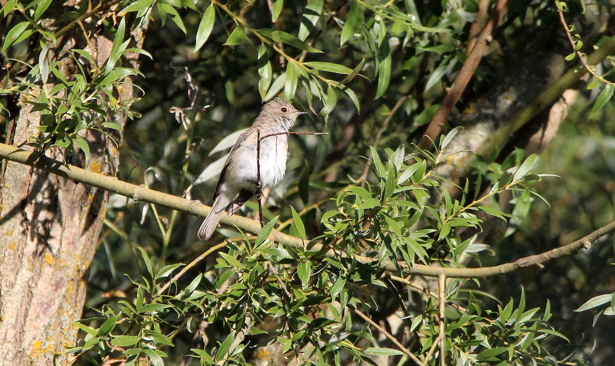 Spotted Flycatcher - ML251835321