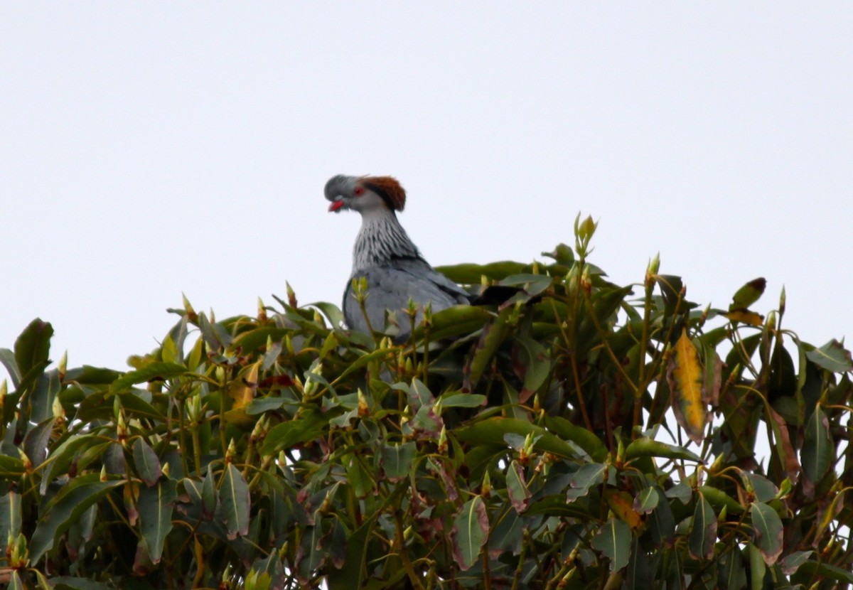 Topknot Pigeon - Bruce Roubin