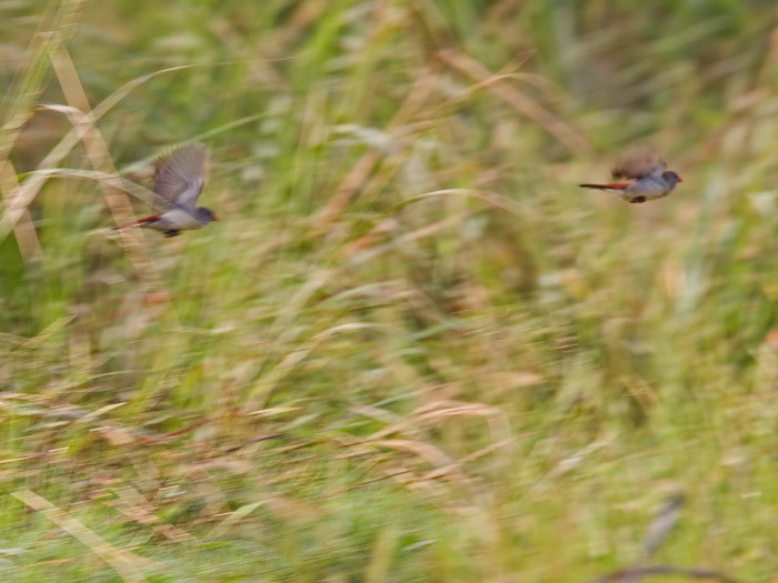 Fawn-breasted Waxbill (Fawn-breasted) - ML251837951